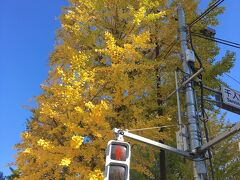 いちょう祭りに参加しながら、甲州街道の並木道を西に向かって歩きました。
千人町交差点に到達しました。
