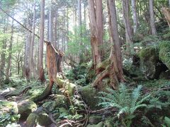 3日目
蓼科大滝。
蓼科湖から車で1分ほどの滝の湯グランドホテル入口横の狭い山道を入り、600mほどのところに駐車場があります。駐車場からは歩いて10分ほどで滝が鑑賞できる四阿に到着します。昔は大滝と呼ばれていましたが、いつのころからか蓼科大滝と呼ばれるようになっていました。駐車場から滝までの山道には、コケが生えた大きな石や幹や根か曲がりくねった原生林が形成されています。長い年月をかけて造られたことがわかる原生林です。