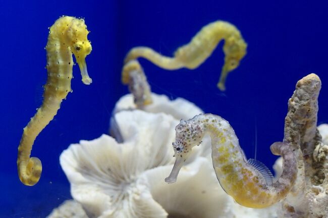 おさんぽ水族館ログ サンシャイン水族館 年6 9月 池袋 東京 の旅行記 ブログ By しろんさん フォートラベル