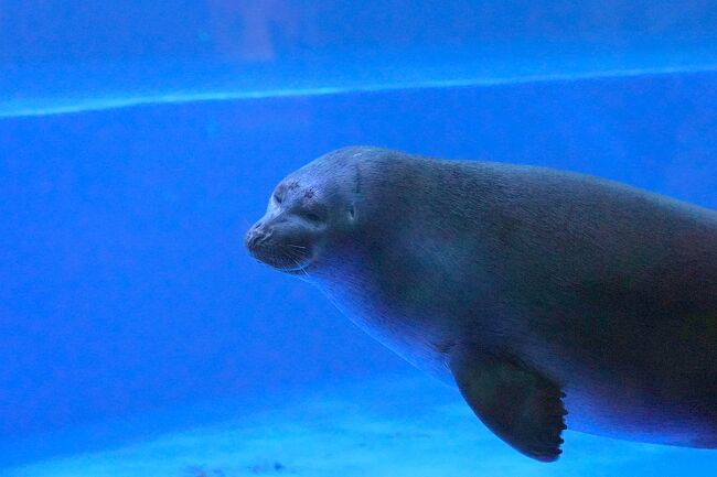 おさんぽ水族館ログ サンシャイン水族館 年6 9月 池袋 東京 の旅行記 ブログ By しろんさん フォートラベル おさんぽ水族館ログ サンシャイン水族館 年6 9月 池袋 東京 の旅行記 ブログ By しろんさん フォートラベル