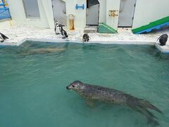 稚内灯台すぐそばのノシャップ寒流水族館にやって来ました。
昭和の香りがプンプンする懐かし系の水族館です。
