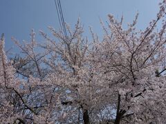 道の駅 虹の湖に来ました。
なんと、ここでは桜が満開でした。
少し前まで雪を見ていたのに。。。不思議な感じです。