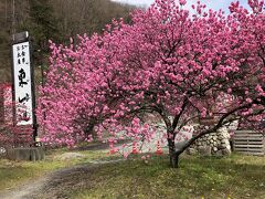 この道は東山道と呼ばれ、1300年昔に溯ると京の都と陸奥を結ぶ主要街道だった。
江戸時代には中山道が整備されるが、それ以前は古代律令に定められた官道であった東山道がメインのハイウェイであり、坂上田村麻呂もこの道を通って奥羽に赴いた。
その名をつけたドライブインに花桃が咲いている。