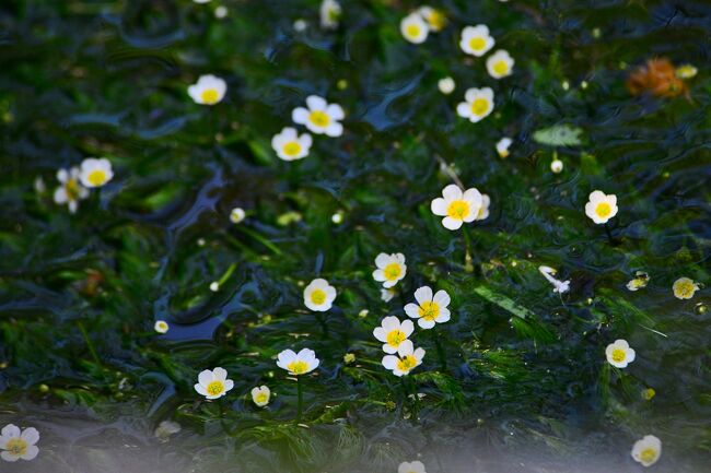 初夏を告げる 夏の涼しさを求めて治左川では梅花藻が咲いてます 武生 鯖江 福井県 の旅行記 ブログ By 風に吹かれて旅人さん フォートラベル