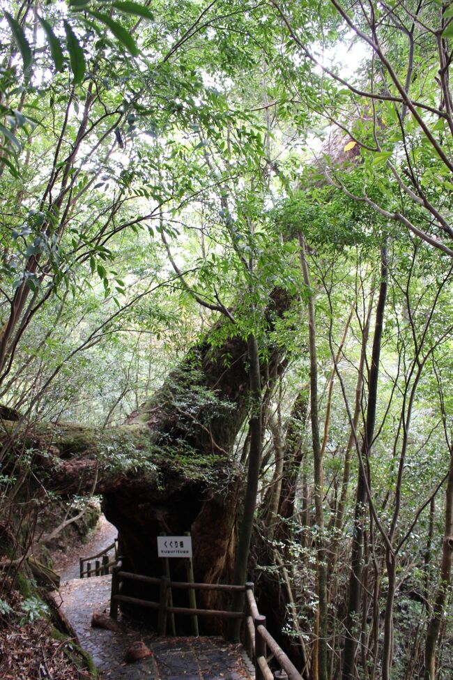 屋久杉 灯籠 大型 天然木 世界遺産 オブジェ 置物 華麗 インテリア