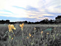「氷川女體神社」はこの写真の奥の林の中にあります。

４Travelの『見沼田んぼ』のページの地図が指し示す中心の景色がこの写真です。
今では、田んぼはなくなり、代わりにほとんどが畑になっていて、野菜の他に、造園業者による植木の育成畑になっています。

昔の『見沼田んぼ』の特徴は、「池（沼）」「見沼代用水」「雑木林」「緑が広がる田園地帯」の４つです。それらが残されているのは、今日回ってきた自然公園などくらいなのかもしれません。

　＊＊＊＊＊＊＊＊＊＊＊＊＊＊＊＊
この続きは「『見沼田んぼ②』見沼代用水・見沼通船堀と桜回廊」⇒ https://4travel.jp/travelogue/11707816