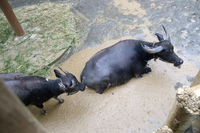 レンズの結露に泣いた雨の８月の多摩動物公園 雨の日の動物たちの過ごし方 小雨後レッサーパンダ屋外展示開始 アマラちゃんいた新アジアゾウ放飼場 日野 昭島 東京 の旅行記 ブログ By まみさん フォートラベル