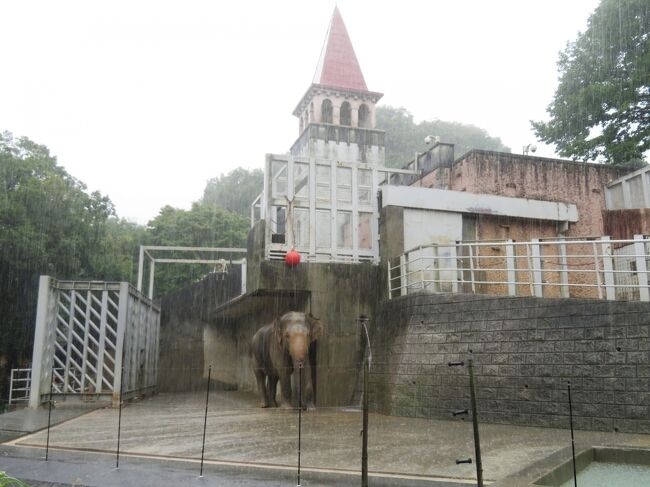 レンズの結露に泣いた雨の８月の多摩動物公園 雨の日の動物たちの過ごし方 小雨後レッサーパンダ屋外展示開始 アマラちゃんいた新アジアゾウ放飼場 日野 昭島 東京 の旅行記 ブログ By まみさん フォートラベル