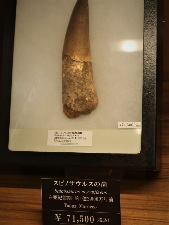 中国博物館⑤ 中野市立博物館 - 信州の文化施設 - 公益財団法人 八十二文化財団