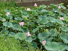 大山上池・下池(蓮の花)