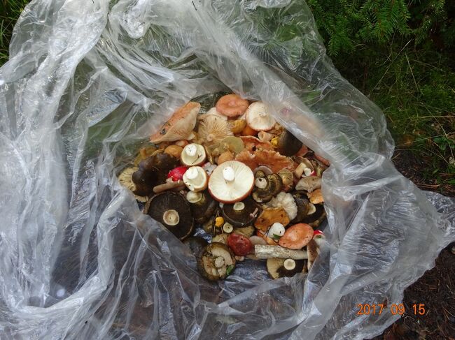 キノコ狩りをする人に出会い、収穫を見せてもらいました