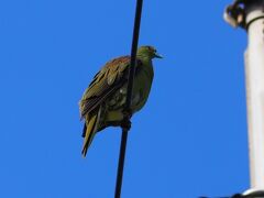 ●2021/7/28(水)

今朝はアカショウビンの鳴き声でお目覚めです。
窓の外の木にいるみたい。

朝の散歩で表に出るとビジターセンター横の電線に見慣れない鳥が…
緑色のハトっぽい。
気になって調べたら「ズアカアオバト」って奴らしい。
初めて見たかも。