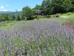 ウッドフォーラムと道路を挟んだ向かいにある　ひだ清見ラベンダー園
今年は不作とHPにあったけど実際に見ても数が少なく寂しい感じ
とは言え入園無料なので見られただけで満足です