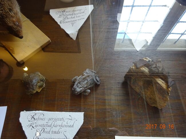 当時薬として使用されていたであろう、乾燥したカエル等があります