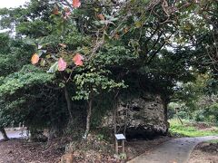 崎原公園に来たもう一つの目的は津波大石。
一見、波の浸食か風化したもののように見えたが、津波で打ち上げられたとは驚き。
後ろ側に階段が設置されていたけど、昔は見晴台に利用していたのでしょうか。