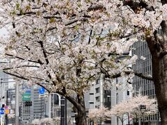 食後の散歩がてら、日比谷からホテルまではお散歩。
少し葉っぱが出てきちゃっているけど、桜咲く都内がここまで空いている状況で巡れるのはなかなかないチャンスですね。