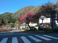 下道を走って昼神温泉まで来ました。
こちらでも、花桃が咲いています。