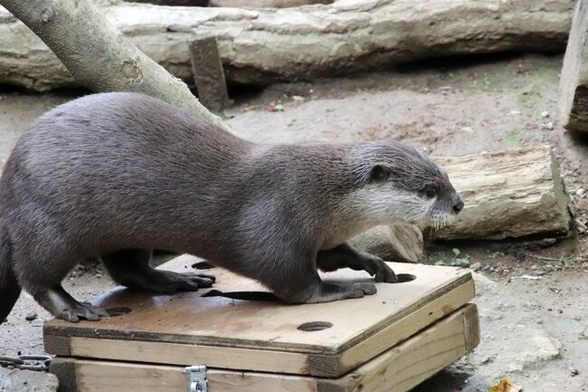 ベビーが成長した８月半ばの埼玉こども動物自然公園 北園 キリンの赤ちゃん大放飼場デビューで５頭同居 レッサーパンダは久しぶりのリュウセイ兄弟 東松山 埼玉県 の旅行記 ブログ By まみさん フォートラベル