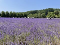 「風のガーデン」を後にしてやってきたのは「ファーム富田」

昨年来たときはお盆だったので、ラベンダーはほぼほぼ終わってました。
なので満開の時期に来たのは久々です。

なんたって、激混みになるのはわかりきっているから、あえて避けていたというのが正直なところ。

今年はこんな具合だから、多少は空いているかな～、と思いきや例年ほどではないですが、駐車場に入るにも大行列でした。