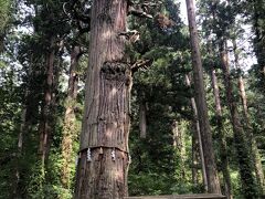 羽黒山の爺スギ