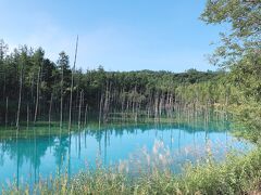 青い池に到着しました！

水面が、鏡のように木々を映しています。

不思議な青い色。

白金ビルケから、歩いて20～25分くらいかかりました。
舗装された道なので、歩きやすかったです。