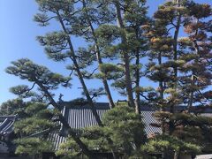 大願寺の九本松。
写真はないのですが、ここの龍神様のお社が何やらすごかったです。