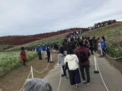 最後の行程てす。

ひたち海浜公園

ツアーの公園内での時間は90分

入園して、脇目も振らずコキアのある「みはらしの丘」一直線！
園内は広くて、90分でコキア見て集合時間に間に合うかギリギリな感じです。


最後尾の列に並ぶだけで、結構歩きました。