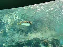 美ら海水族館