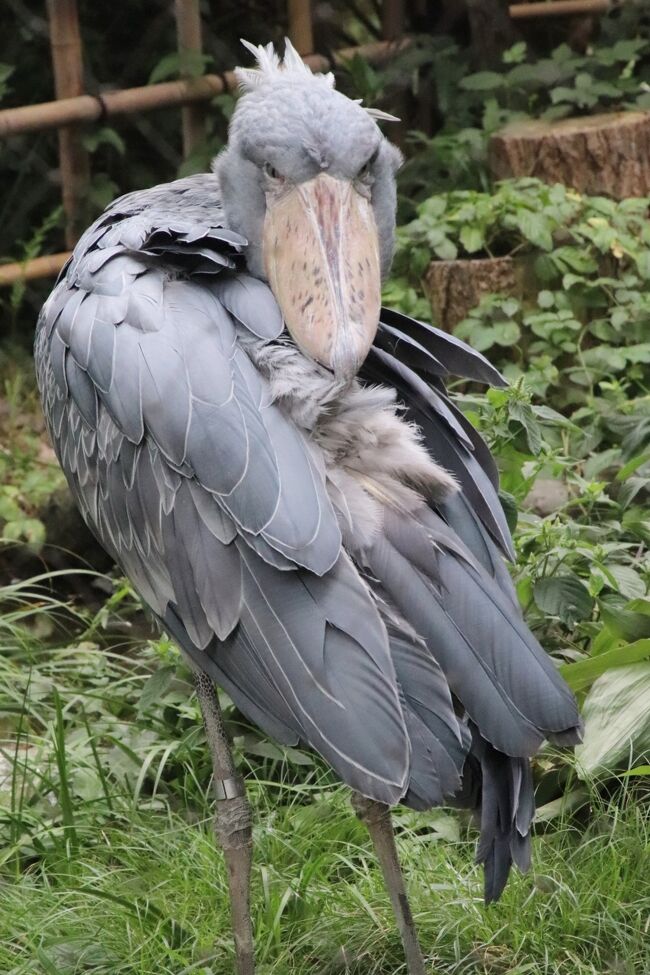 実に６年ぶりの上野動物園 後編 西園の小動物や世界のサルと東園のハシビロコウやキリンやオカピやカバたちや動物以外 レッサーパンダはラッキー 上野 御徒町 東京 の旅行記 ブログ By まみさん フォートラベル