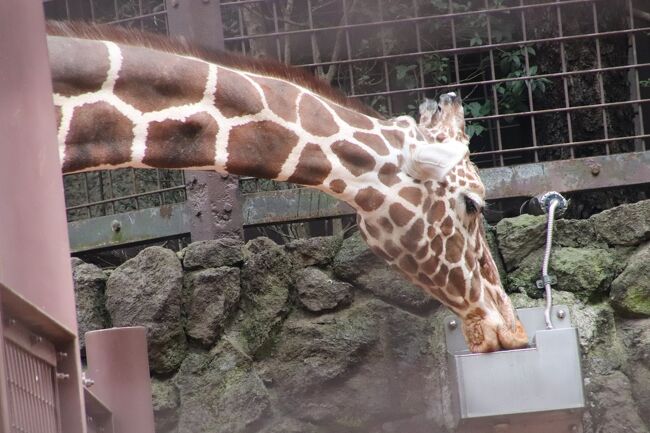 実に６年ぶりの上野動物園 後編 西園の小動物や世界のサルと東園のハシビロコウやキリンやオカピやカバたちや動物以外 レッサーパンダはラッキー 上野 御徒町 東京 の旅行記 ブログ By まみさん フォートラベル