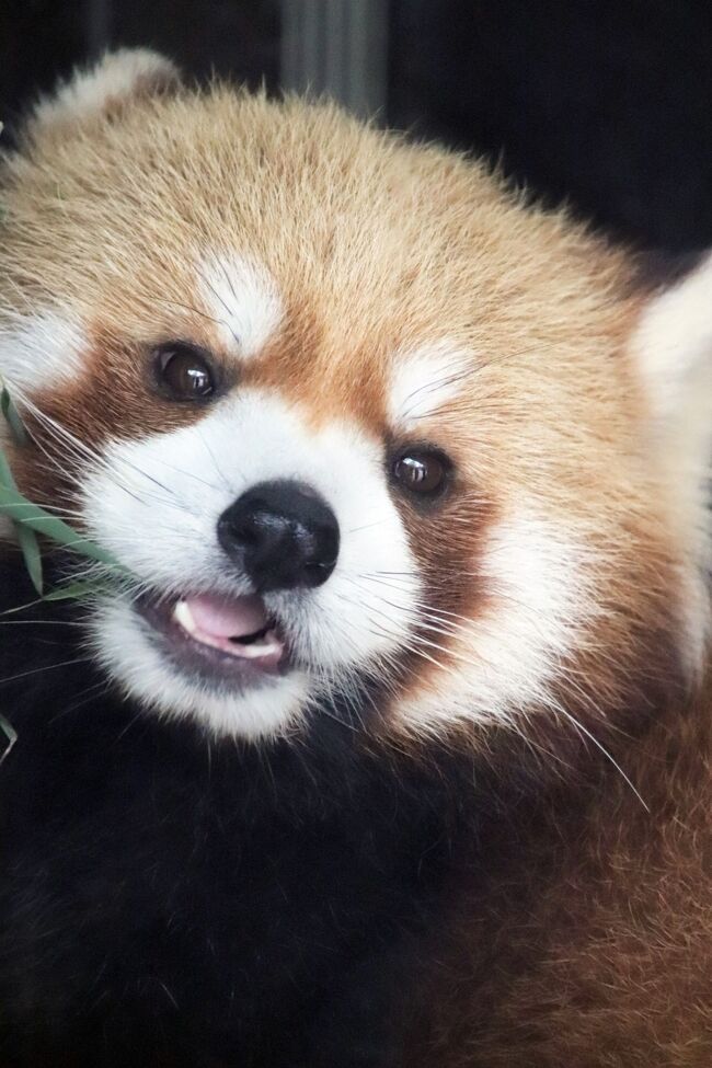 実に６年ぶりの上野動物園 後編 西園の小動物や世界のサルと東園のハシビロコウやキリンやオカピやカバたちや動物以外 レッサーパンダはラッキー 上野 御徒町 東京 の旅行記 ブログ By まみさん フォートラベル