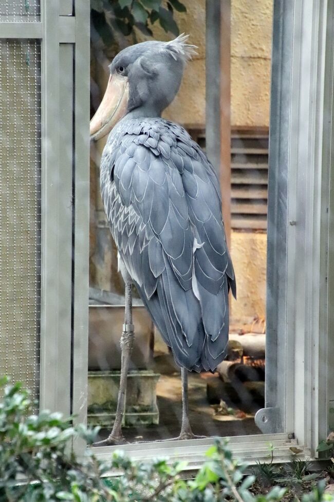 実に６年ぶりの上野動物園 後編 西園の小動物や世界のサルと東園のハシビロコウやキリンやオカピやカバたちや動物以外 レッサーパンダはラッキー 上野 御徒町 東京 の旅行記 ブログ By まみさん フォートラベル
