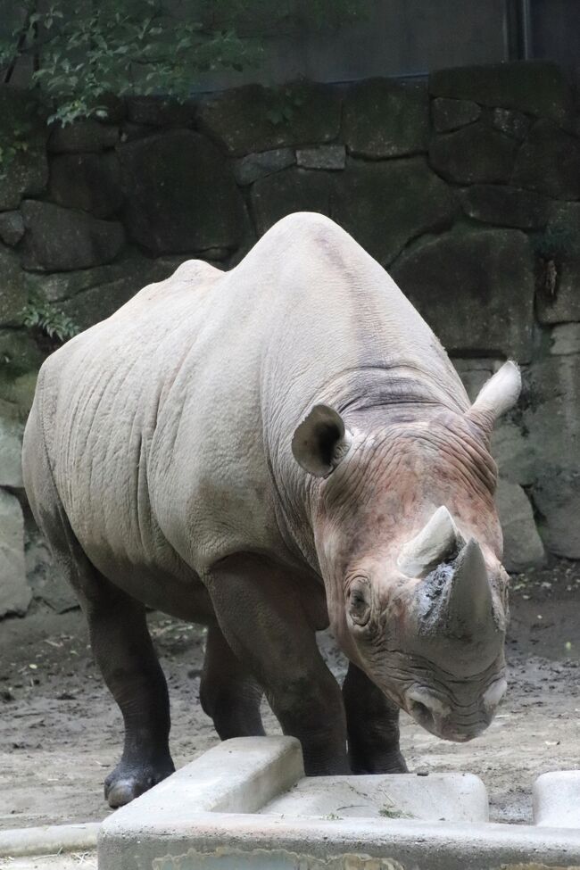 実に６年ぶりの上野動物園 後編 西園の小動物や世界のサルと東園のハシビロコウやキリンやオカピやカバたちや動物以外 レッサーパンダはラッキー 上野 御徒町 東京 の旅行記 ブログ By まみさん フォートラベル