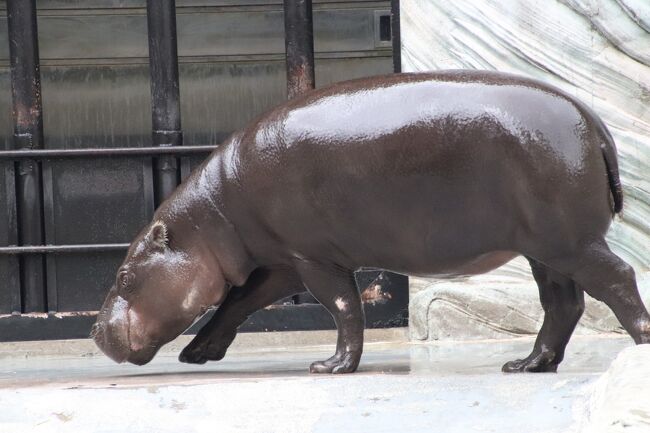 実に６年ぶりの上野動物園 後編 西園の小動物や世界のサルと東園のハシビロコウやキリンやオカピやカバたちや動物以外 レッサーパンダはラッキー 上野 御徒町 東京 の旅行記 ブログ By まみさん フォートラベル