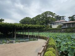 小田原城の敷地に入ってきました。
藤と蓮の葉が青々としています。