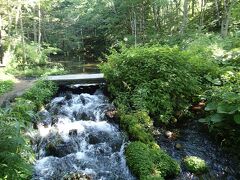 気を取り直して人気の神の子池へ。
ここまで来たら一往寄ってく？的な気分で車をおりた。
さすが摩周湖の伏流水が湧き出る池らしく澄んだ水がキレイだ。