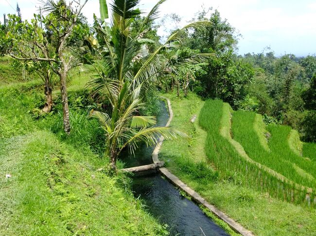 水路が張り巡らされています。<br /><br />遠くからでもその水の透明度が分かりました。