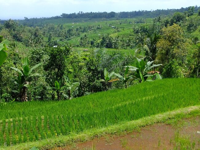 昼食後、さらに車を走らせ山奥までやって来ました。<br /><br />旅行会社の方に綺麗な棚田を見たいと相談したところ、<br />ジャティルイライステラスがイチオシということだったんです。<br /><br />本当に美しい場所です。<br /><br />