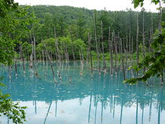 次は美瑛の青い池へ。
なんか葉っぱも浮いてるし思ってたのと違った…。