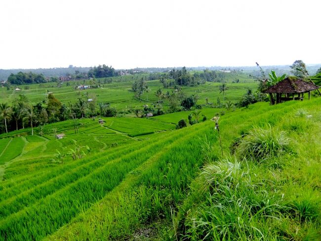 少し棚田を歩いてみます。<br /><br />稲がサワサワって音を立てていました。