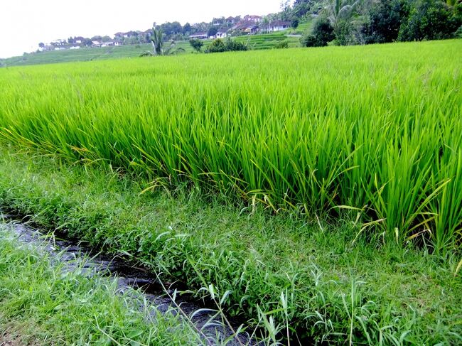 暑い地域ということもあり、<br />米も三毛作なんだとか。<br /><br />お米の国ですね。