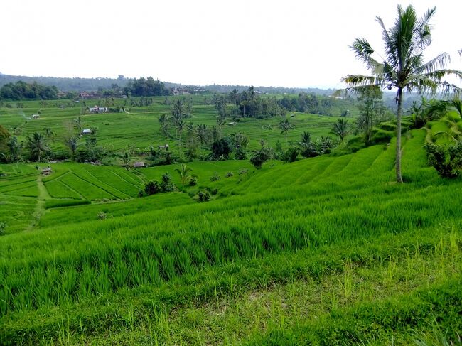 ヤシの木と田んぼの風景。<br /><br />なんかバリ島に魅了されています。<br /><br />