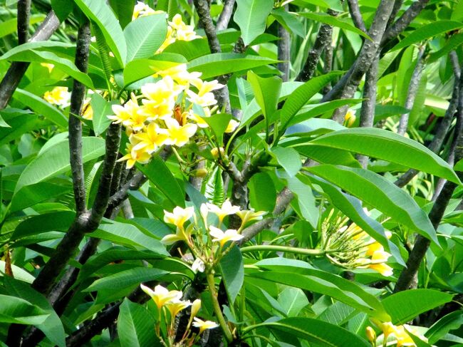 荷もほどいたし、少し歩きに行こう！<br /><br />庭にはプルメリアも咲いていました。<br />南国気分たっぷりですね。