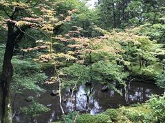 西芳寺 苔の庭