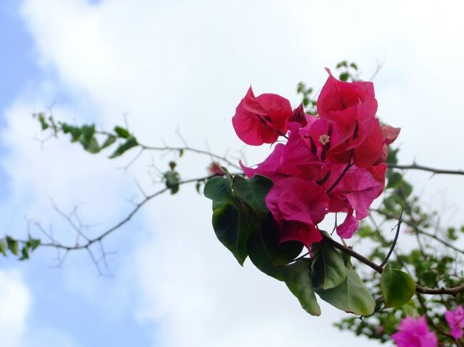 でもあちらこちらに南国の花が咲いていて、<br />気持ちが良いものです。