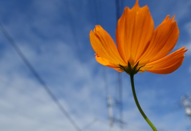 季節はもう秋。<br /><br />コスモスが風にゆらゆら。<br />これはキバナコスモスだと思うけれど。