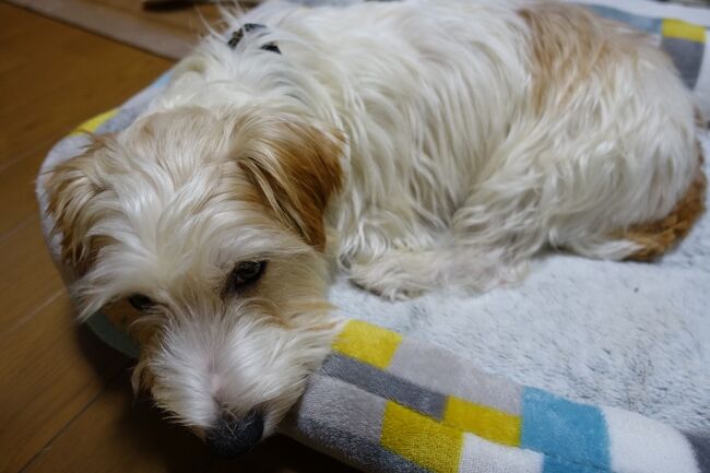 今年、我が家にやってきたワンコも元気です。<br /><br />犬猫用のソファーベッドも新しくしました。<br />もちろん楽天市場で購入。<br />去年からネット通販がさらに多くなり、<br />ずっとダイヤモンド会員キープしています。。笑<br /><br />涼しくなってきたから、犬の散歩も苦ではないですかね。<br /><br /><br /><br />最後までご覧くださりありがとうございました。<br /><br /><br /><br />あんこう鍋<br />