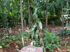ダンブッラの石窟寺院の観光後にはスパイスガーデンに立ち寄りました
これはバニラの木です