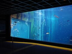 駒ヶ岳で散策ができずに時間が余ったので、山麓にある箱根園水族館に立ち寄ってみることにした。
館内は思ったよりも綺麗で、結構見応えもある。
大水槽を横から魚眼レンズで見るような場所もあった。