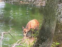 鹿が森の中から出てきたり、木にくまの鋭い爪痕があったり、時間は朝の方が動物に会える確率が高いかな